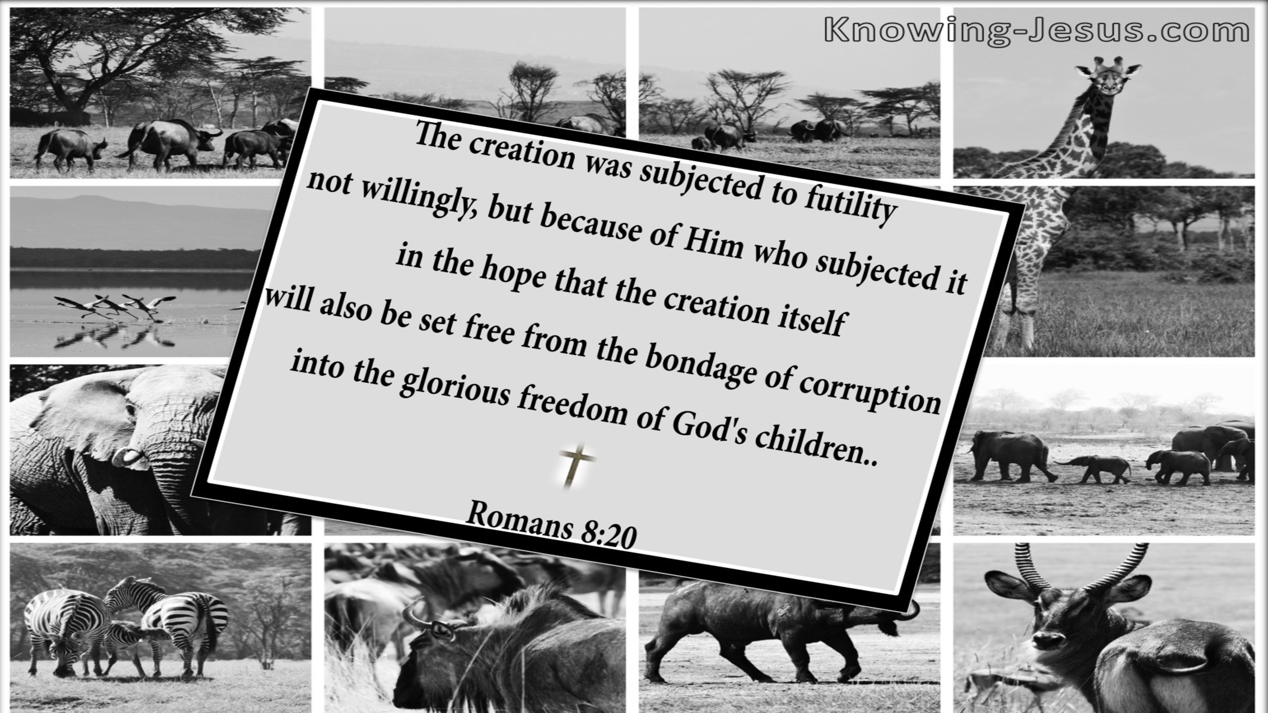 Romans 8:20 All Creation Is Subject To Futility (gray)